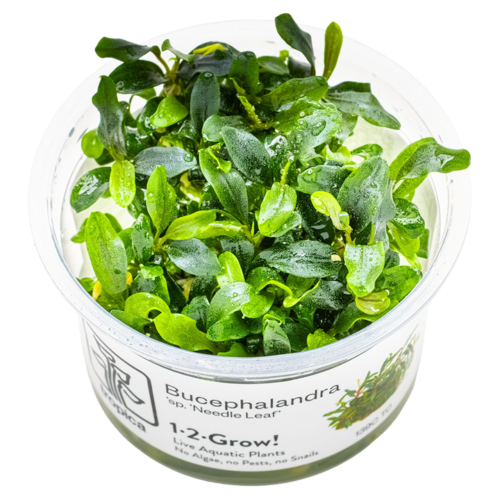 Bucephalandra sp. 'Needle Leaf' — Tropica 1-2-Grow! in vitro