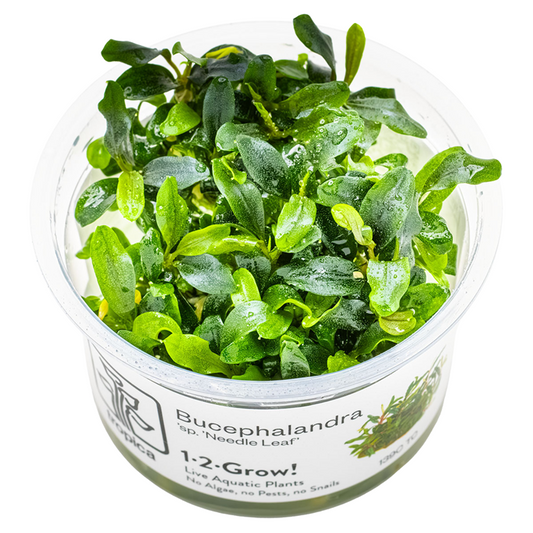 Bucephalandra sp. 'Needle Leaf' — Tropica 1-2-Grow! in vitro