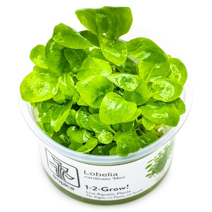 Lobelia cardinalis 'Mini' — Tropica 1-2-Grow! in vitro