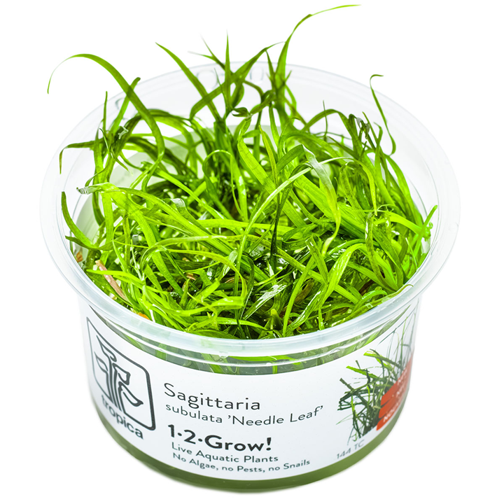 Sagittaria subulata 'Needle Leaf' — Tropica 1-2-Grow! in vitro