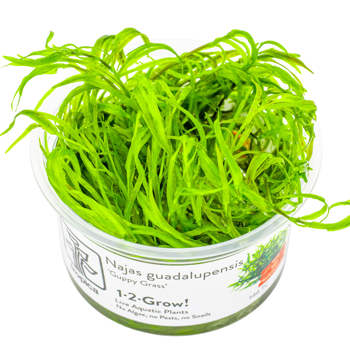 Najas guadalupensis 'Guppy Grass' — Tropica 1-2-Grow! in vitro