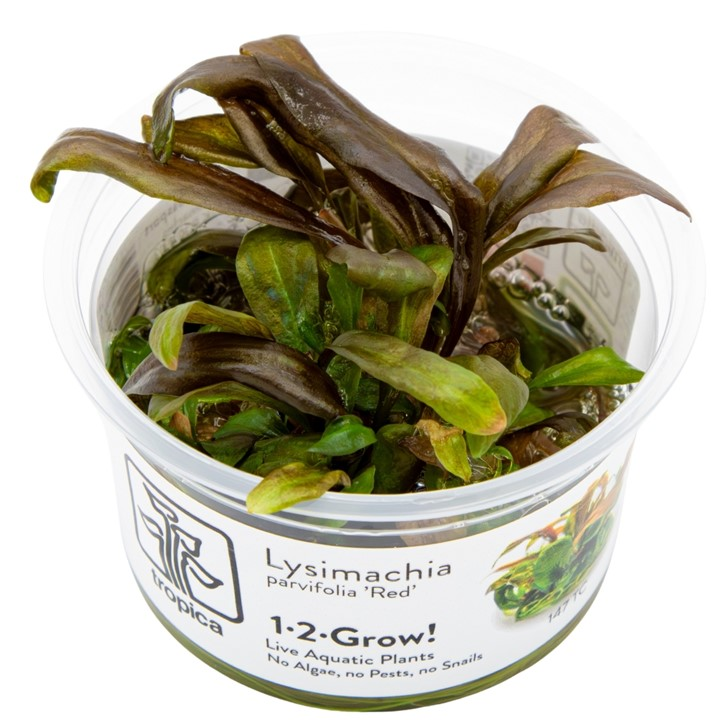 Lysimachia parvifolia 'Red' — Tropica 1-2-Grow! in vitro