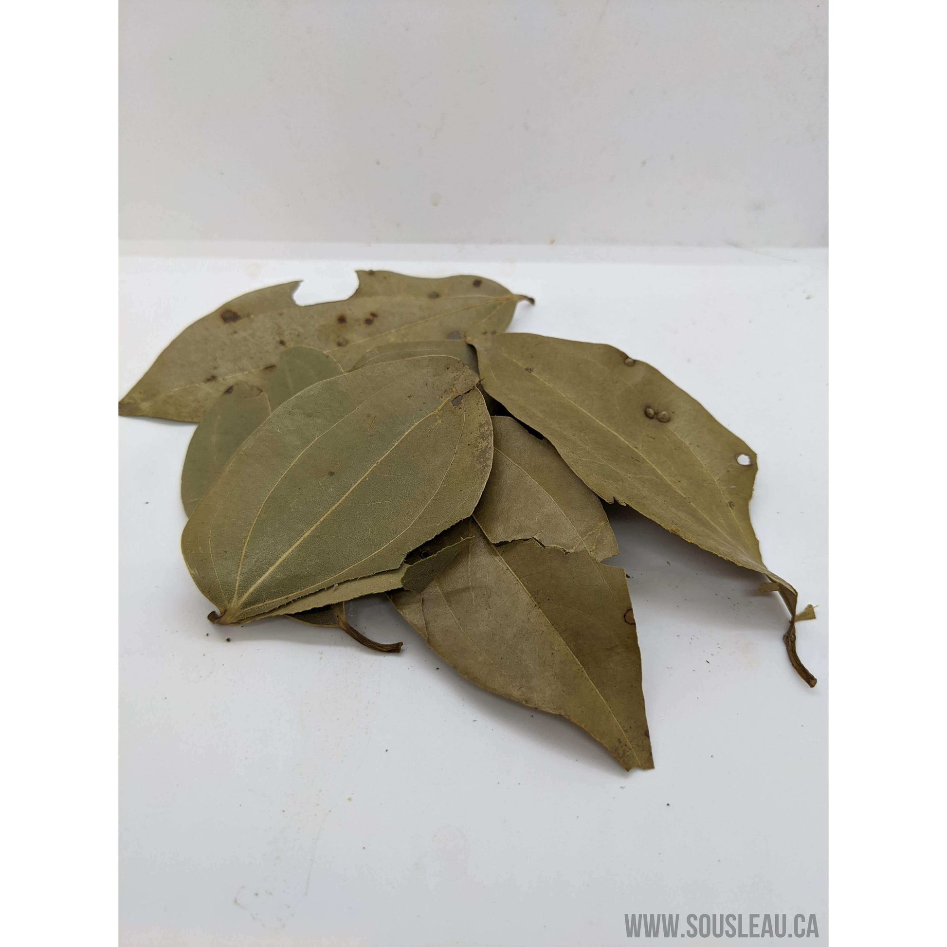 Cinnamon leaf Sousleau Aquarium