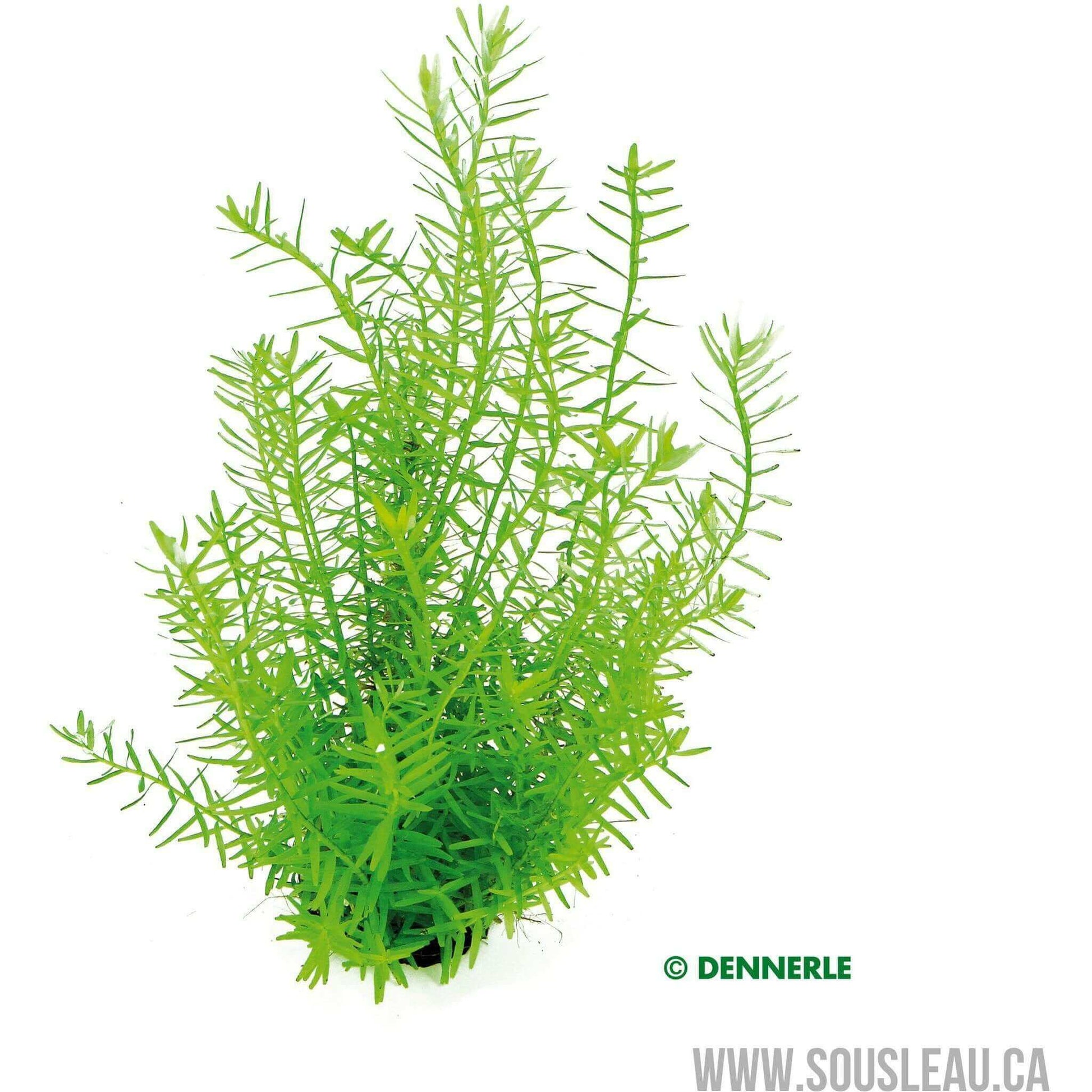 Rotala spec. 'Green'