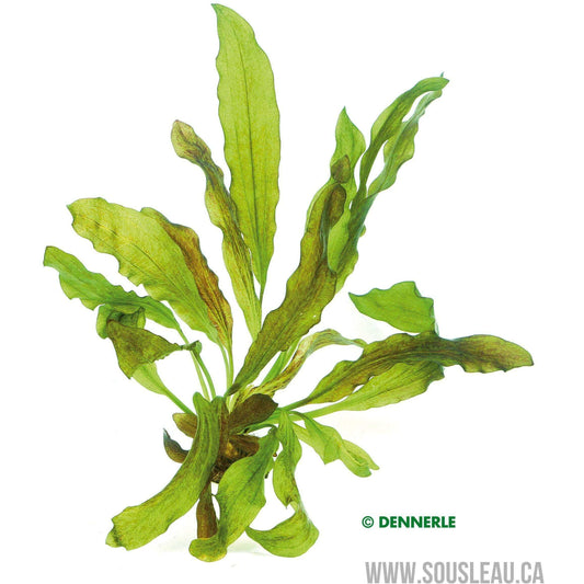 ECHINODORUS DSCHUNGELSTAR NO. 3 Dennerle Plants