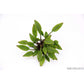 Cryptocoryne lutea 'Hobbit' Dennerle Plants
