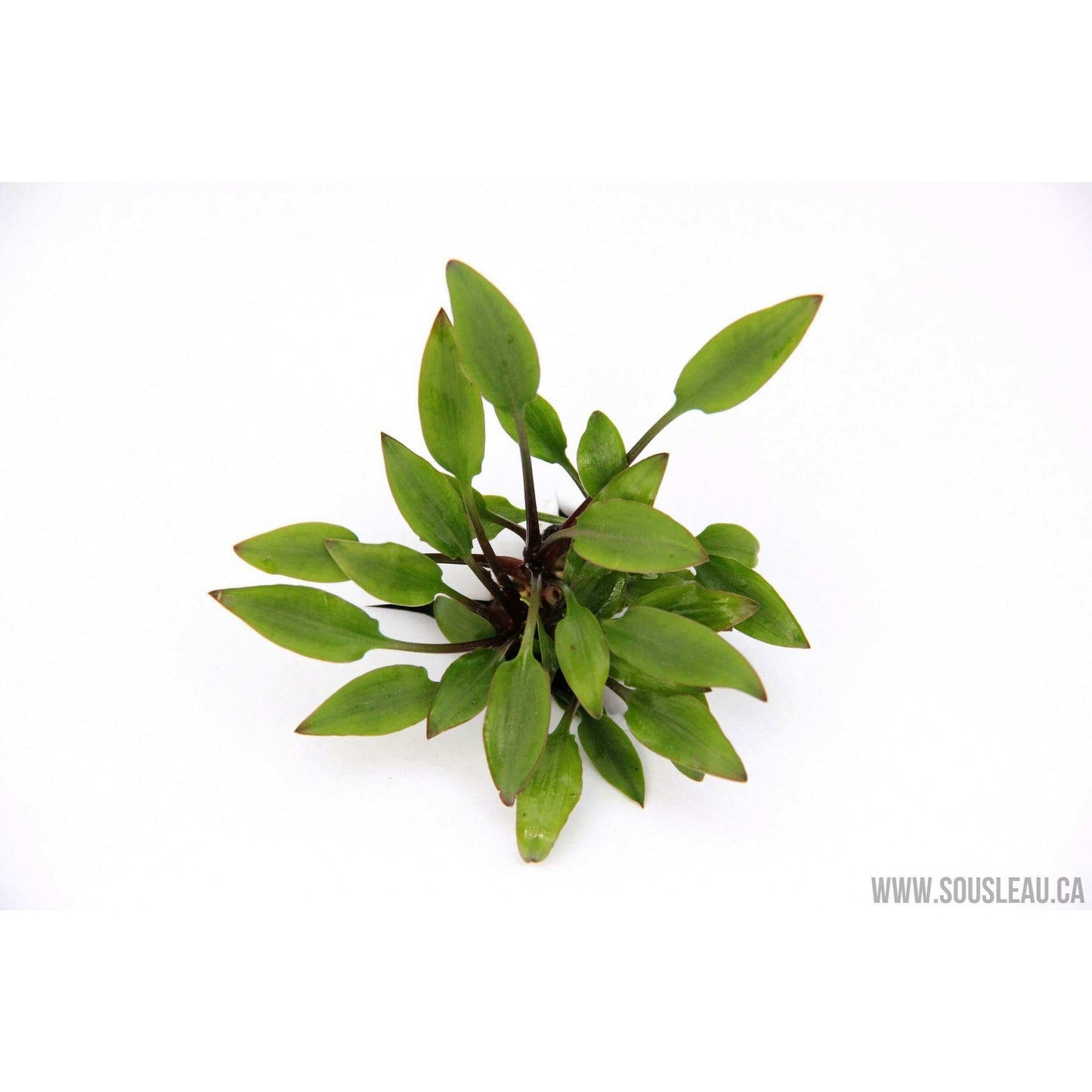 Cryptocoryne lutea 'Hobbit' Dennerle Plants