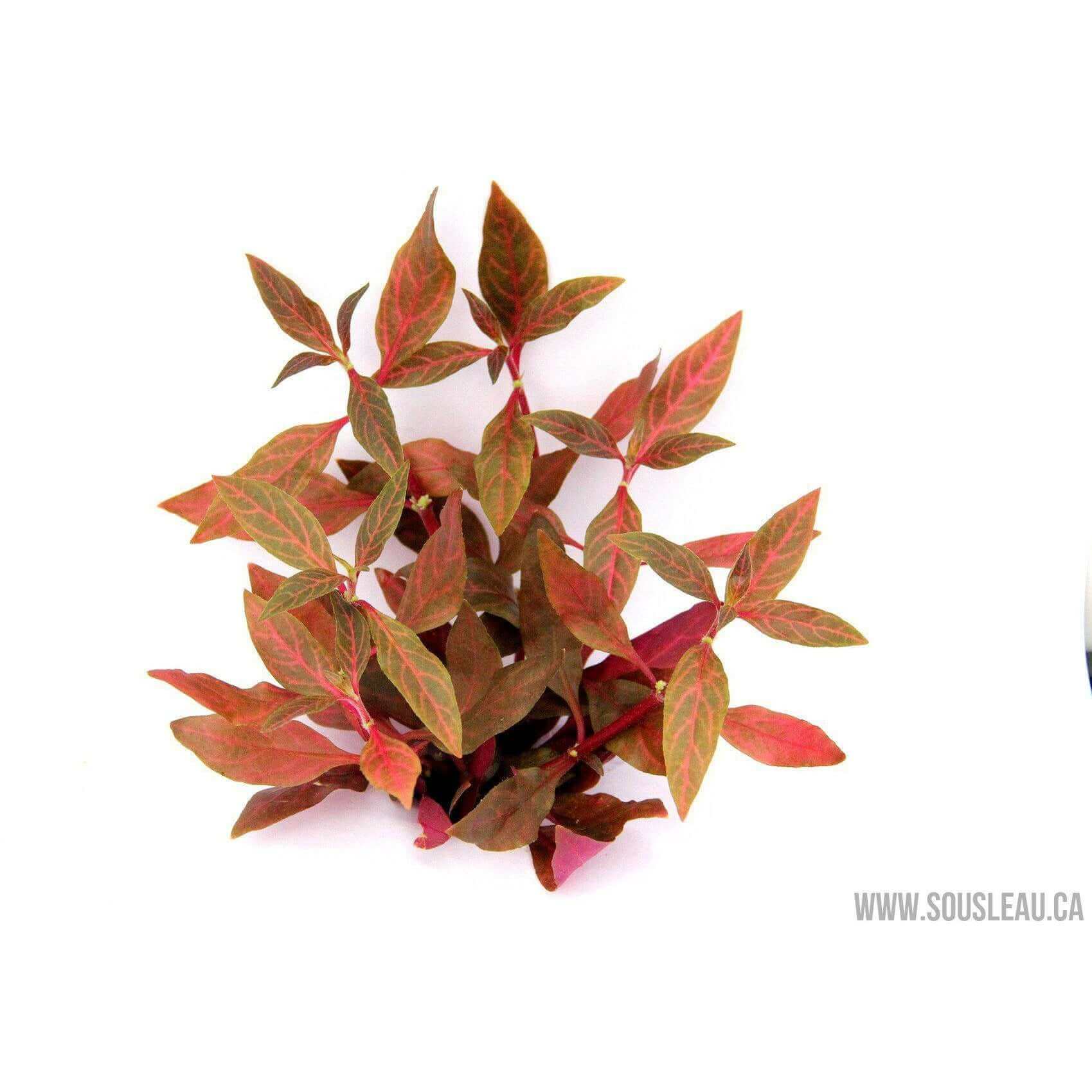 Alternanthera reineckii 'Red Ruby' Dennerle Plants