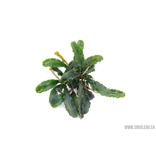 Bucephalandra pygmaea 'Bukit Kelam' Dennerle Plants