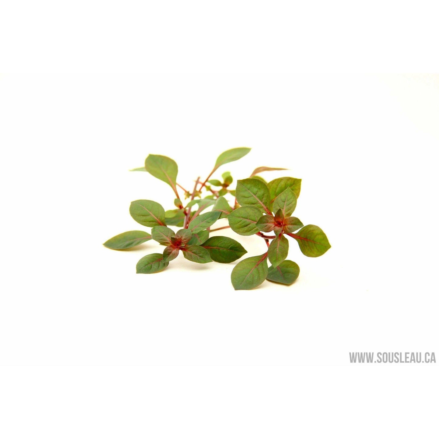 Ludwigia spec. 'Super Red' Dennerle Plants