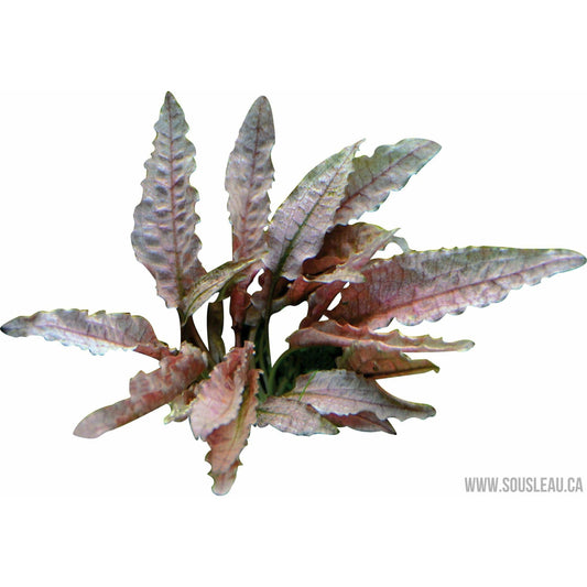Cryptocoryne spec. ´Flamingo´