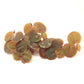 Phyllanthus fluitans