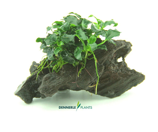 Anubias Kirin Mini On Nanowood Dennerle Plants Dennerle Plants
