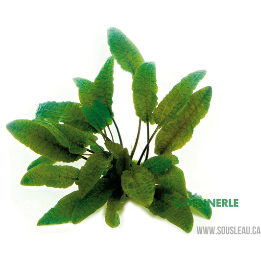Cryptocoryne wendtii 'Brown'