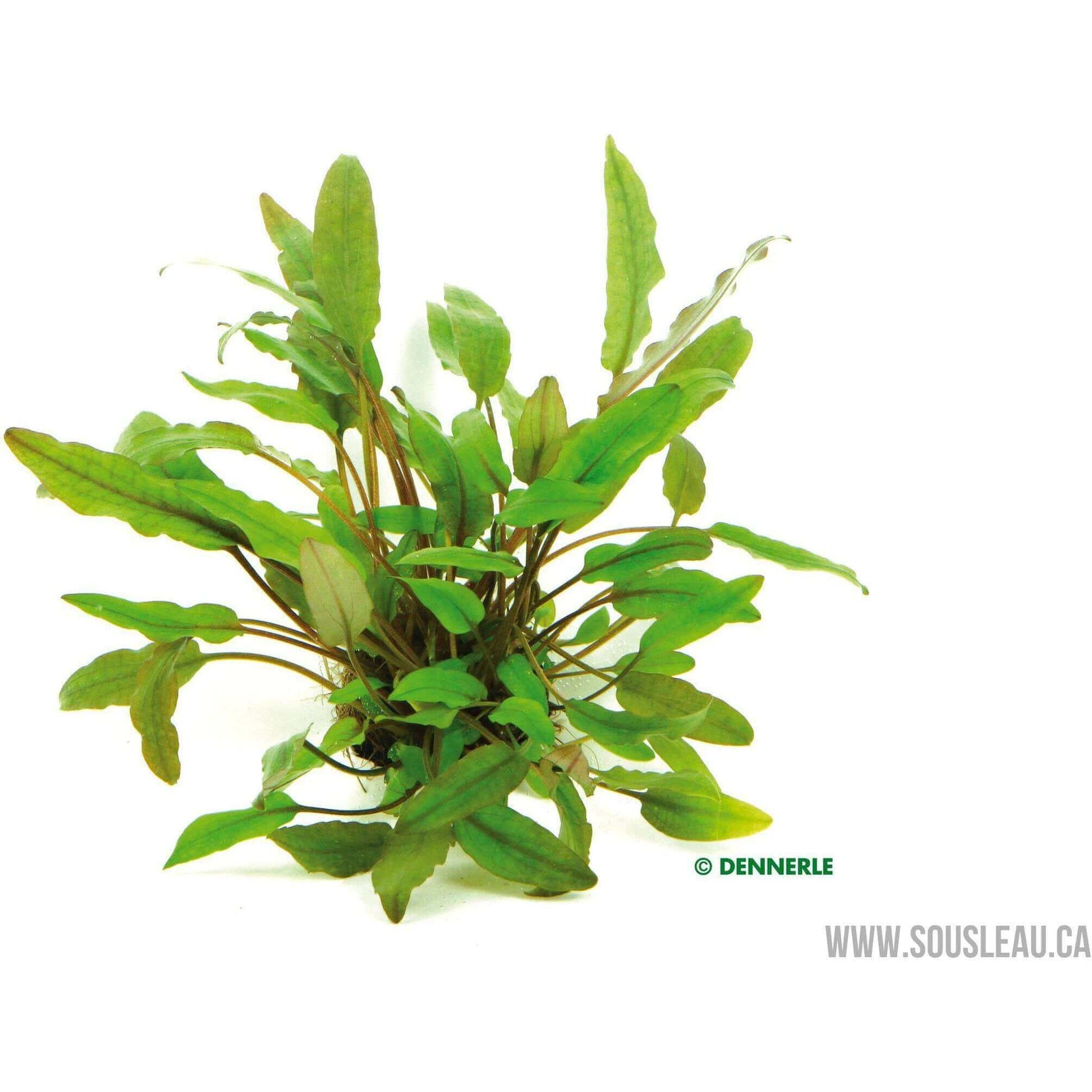 Cryptocoryne beckettii Dennerle Plants