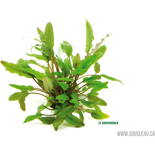 Cryptocoryne beckettii