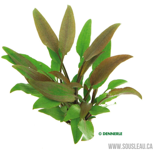 Cryptocoryne lutea Dennerle Plants