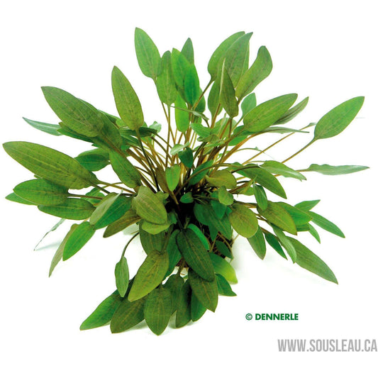 Cryptocoryne wendtii 'Compact' Dennerle Plants