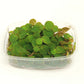 Phyllanthus fluitans