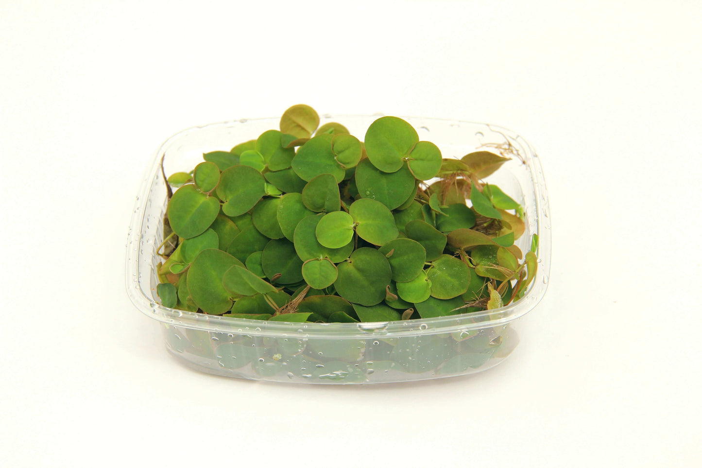 Phyllanthus fluitans