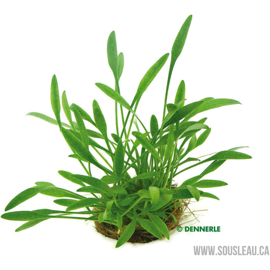 Cryptocoryne parva Dennerle Plants