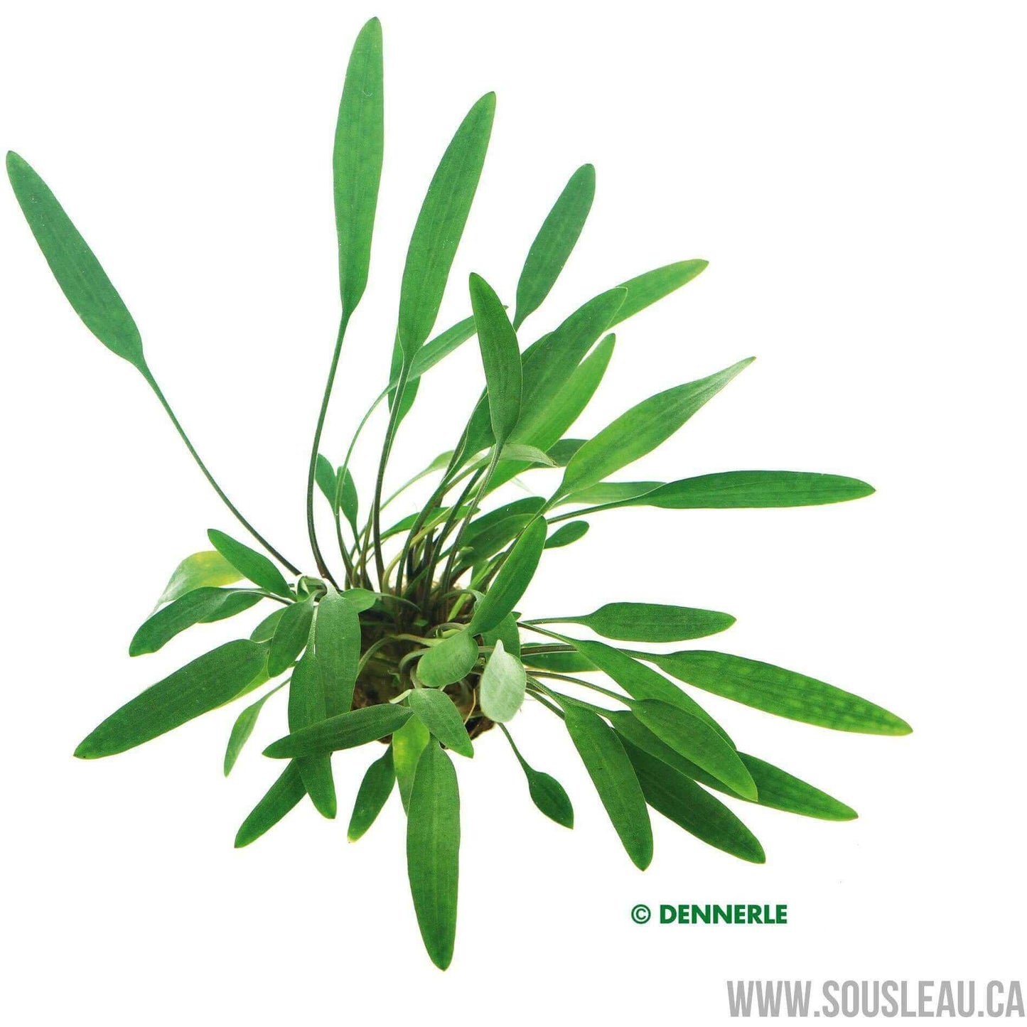 Cryptocoryne lucens Dennerle Plants