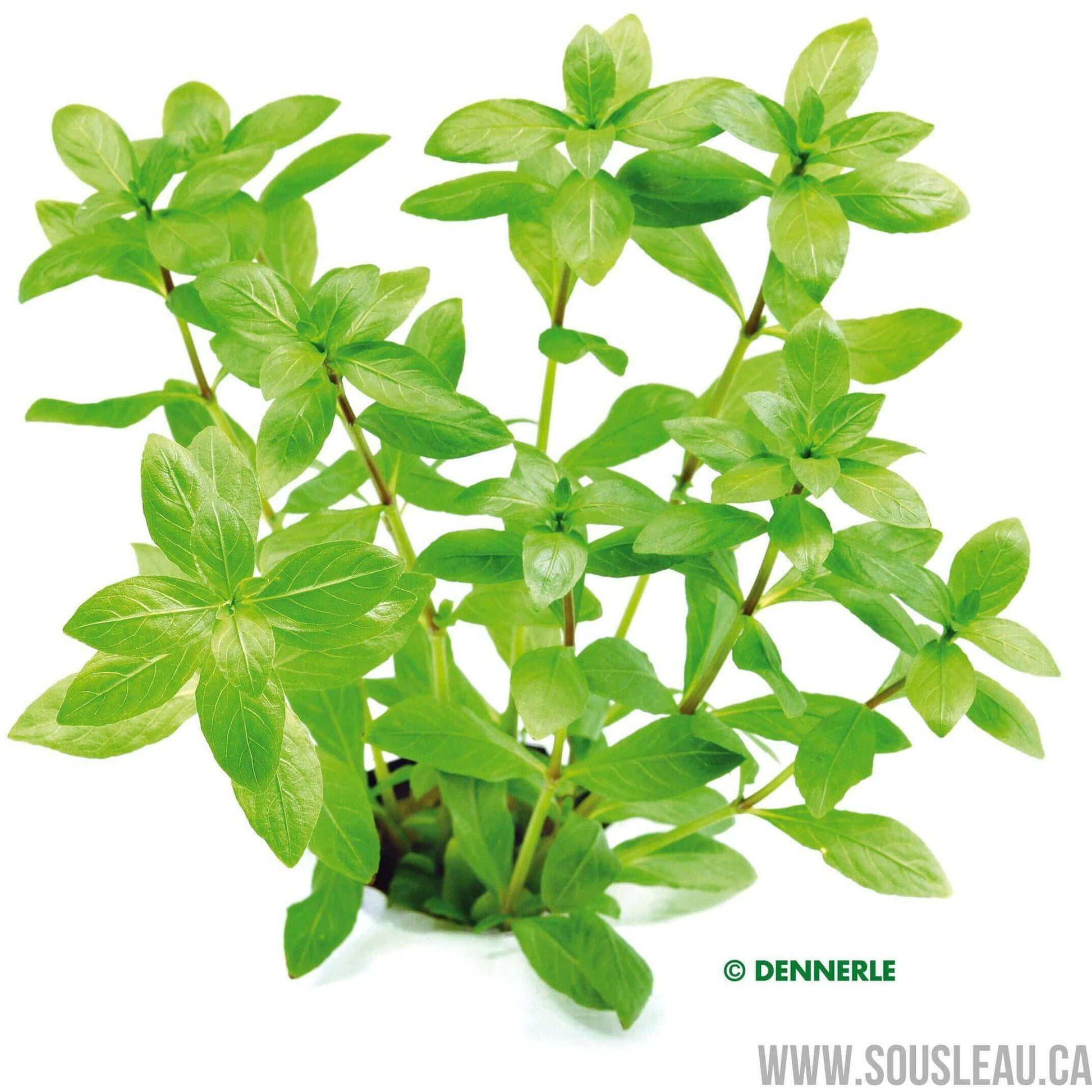 HYGROPHILA POLYSPERMA