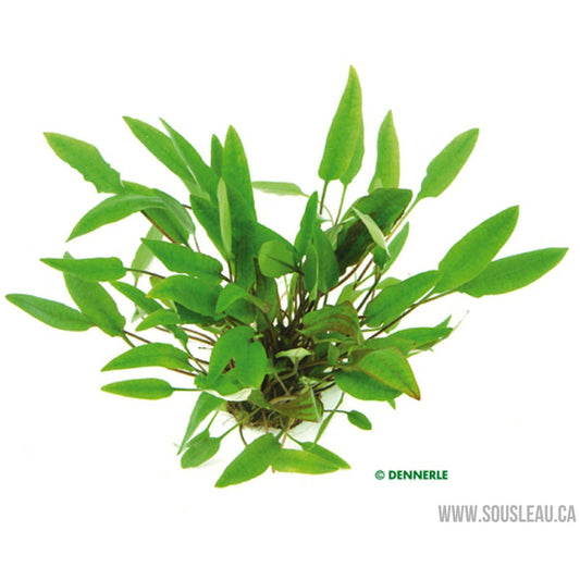 Cryptocoryne affinis Dennerle Plants