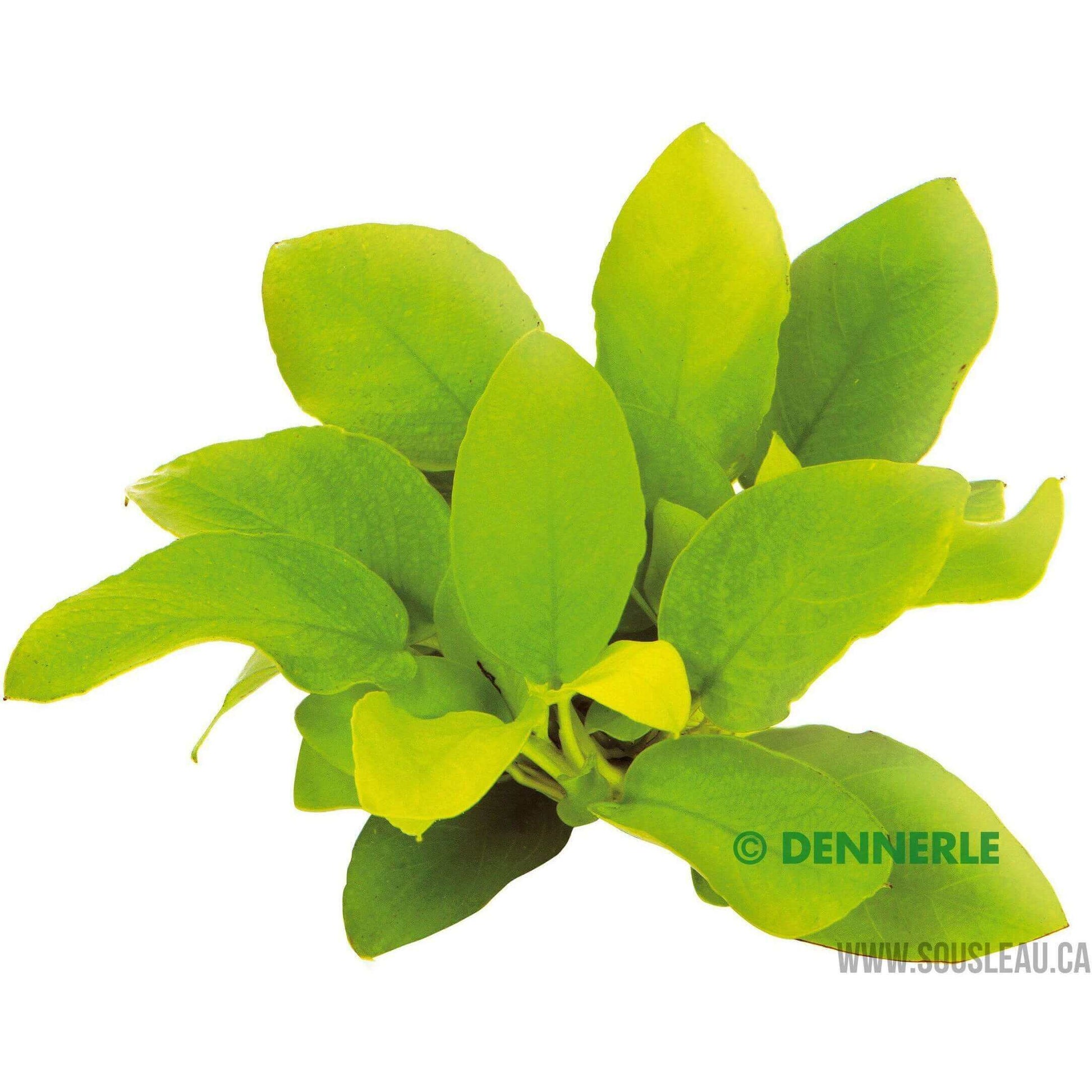 Anubias barteri var. nana 'Gold' Dennerle Plants