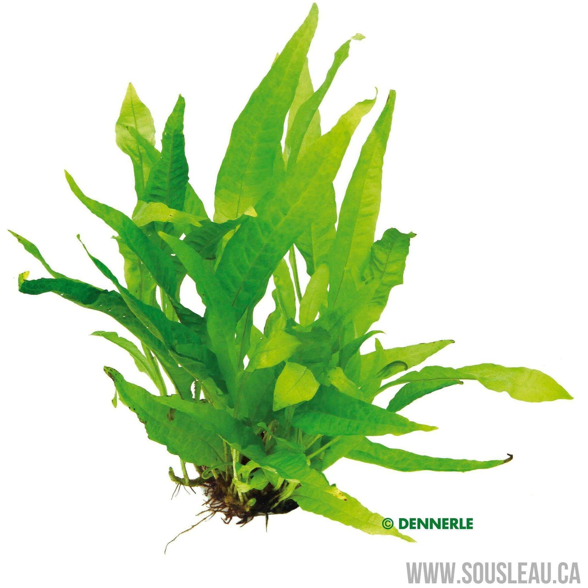 Microsorum pteropus