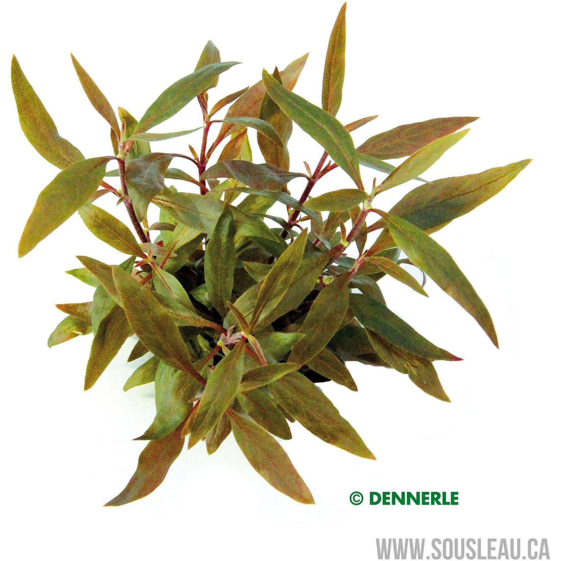 Alternanthera reineckii 'Mini' Dennerle Plants