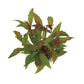 ALTERNANTHERA REINECKII 'RED'