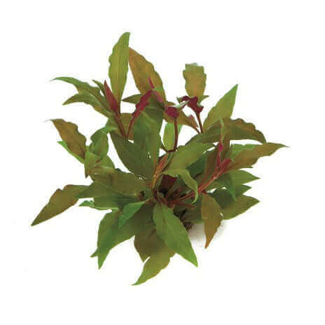 ALTERNANTHERA REINECKII 'RED' Dennerle Plants