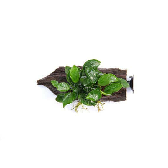 ANUBIAS BARTERI VAR. NANA SUCCION CUP Dennerle Plants