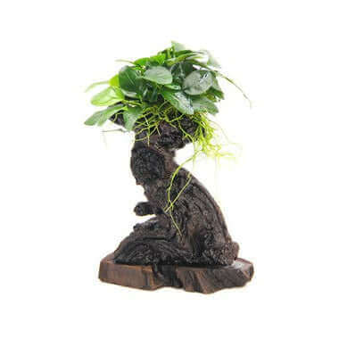 ANUBIAS BARTERI VAR. NANA MBUNA MEDIUM - Sousleau