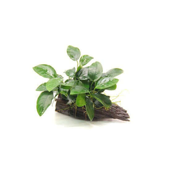 ANUBIAS BARTERI VAR. NANA SUCCION CUP Dennerle Plants