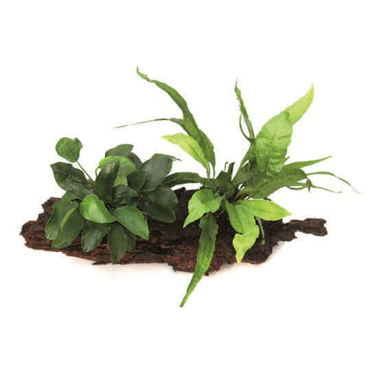 ANUBIAS NANA AND MICROSORUM PTEROPUS ON WOOD Dennerle Plants