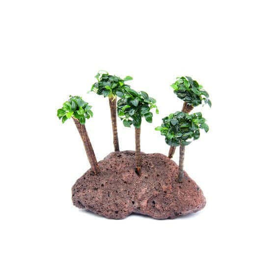 ANUBIAS NANA 'BONSAI' ON PALM Dennerle Plants