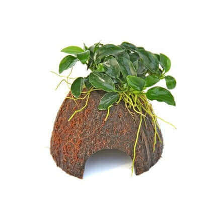 ANUBIAS BARTERI VAR. NANA BONSAI ON COCO CAVE Dennerle Plants