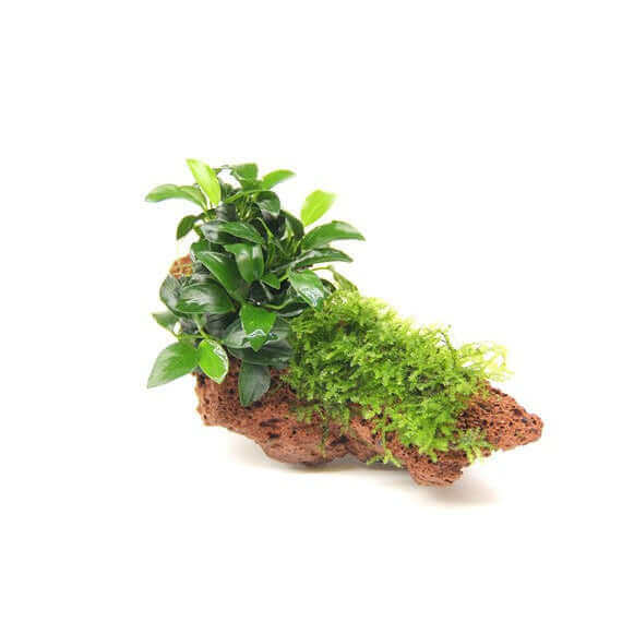 ANUBIAS NANA AND MOSS ON LAVA ROCK Dennerle Plants