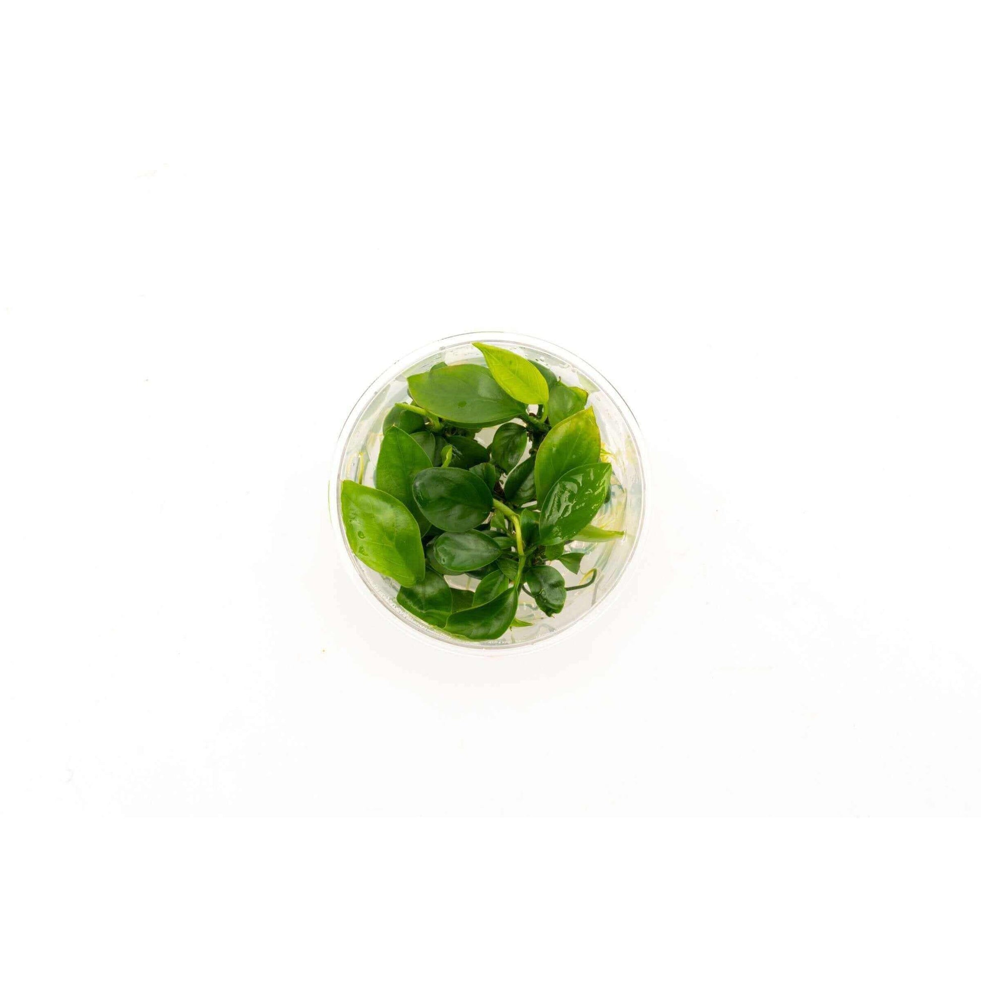 Anubias barteri gabon - Sousleau