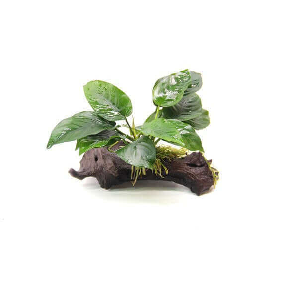 Anubias barteri on root with suction cup Dennerle Plants