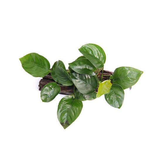 Anubias barteri on root with suction cup Dennerle Plants