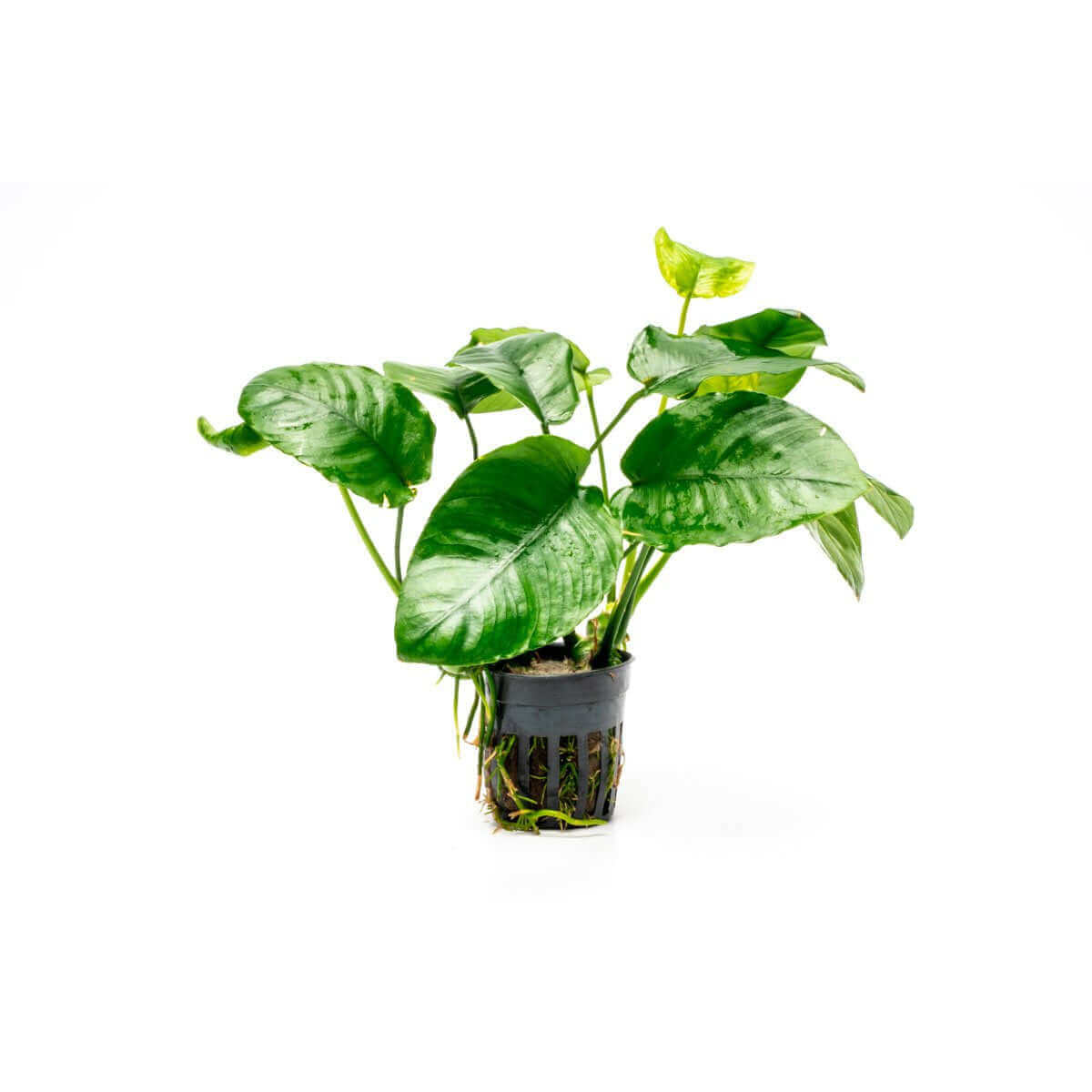 Anubias Var Nana Wrinkle Leave Sousleau Aquarium Sousleau Aquarium