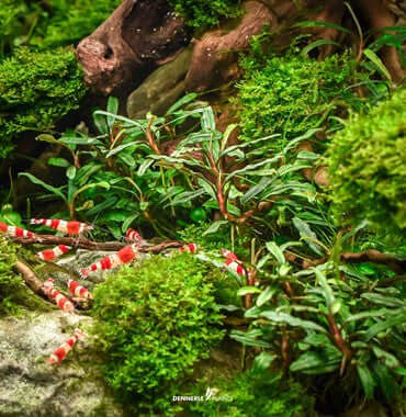 BUCEPHALANDRA MICRANTHA 'NEEDLE LEAF' Dennerle Plants