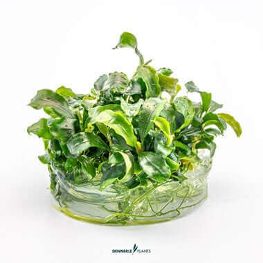 Bucephalandra Pygmaea 'Bukit Kelam' In-vitro Dennerle Plants Dennerle Plants