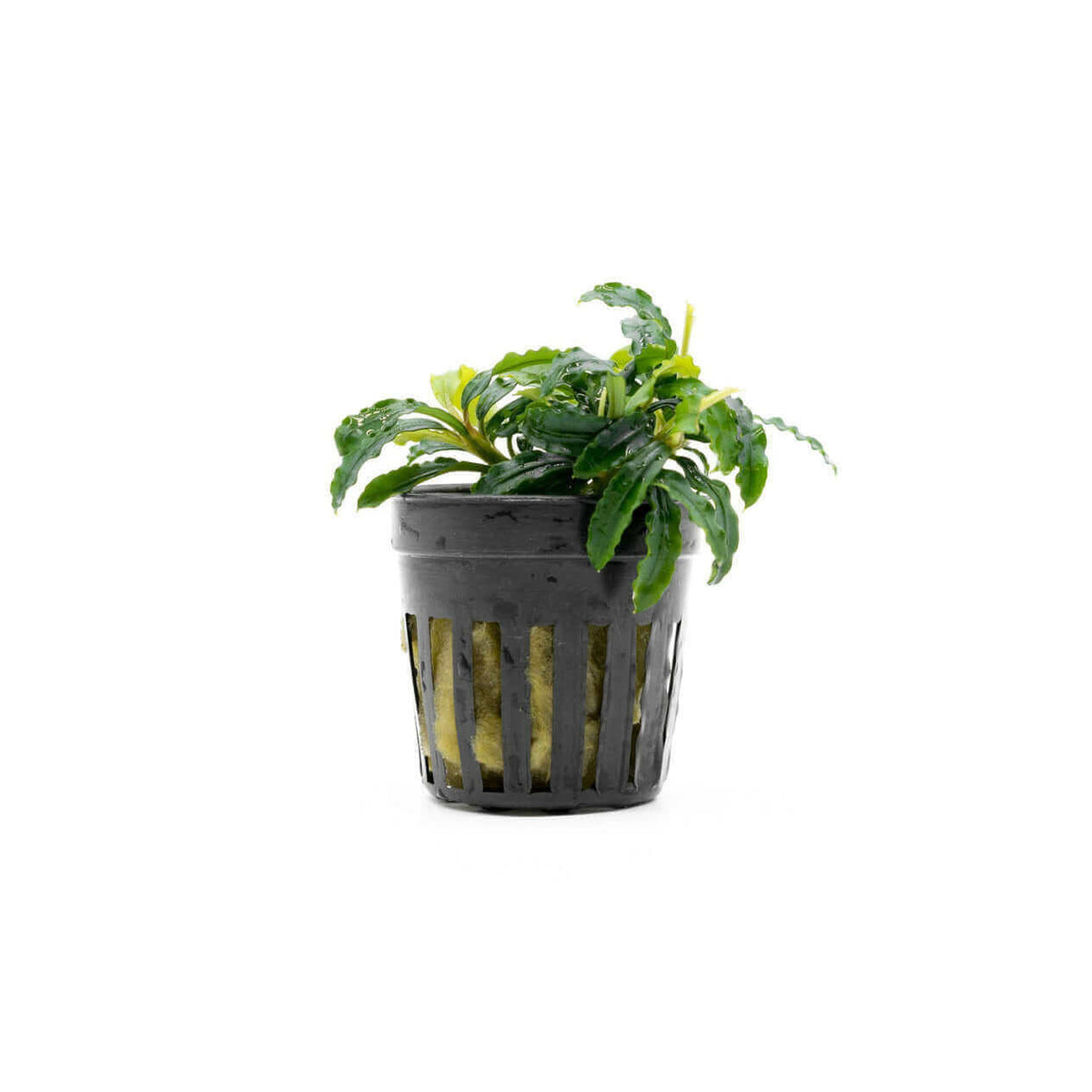 Bucephalandra Biblis Skyblue Sousleau Aquarium Sousleau Aquarium