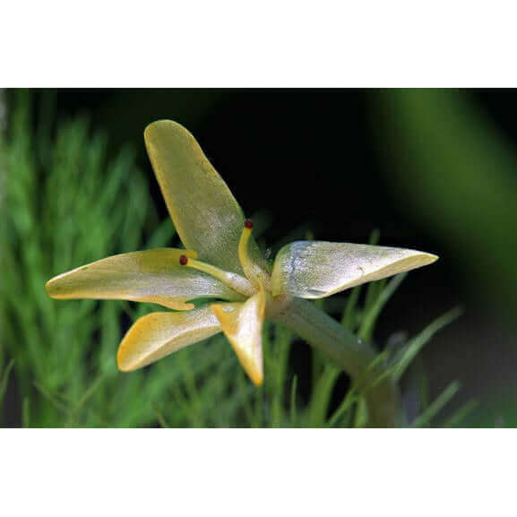 CABOMBA AQUATICA Dennerle Plants