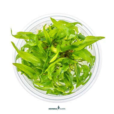 CRYPTOCORYNE WENDTII 'BROAD LEAF' IN-VITRO