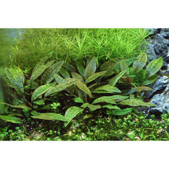 CRYPTOCORYNE X PURPUREA Dennerle Plants